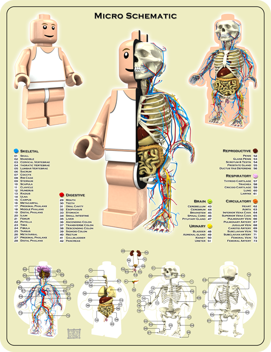 Lego-Planche-Anatomie-Jason-Freeny-Sculpture-Geekorner