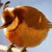 natural_angry_bird_baloon_bird_by_mohamedraoof-geekorner thumbnail