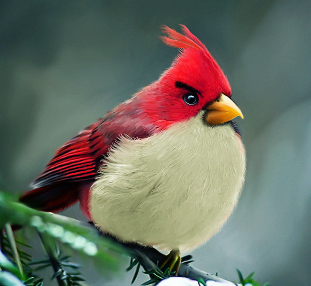 natural_angrybird_by_mohamedraoof-geekorner