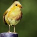 natural_angrybird_yellow_bird_by_mohamedraoof-geekorner thumbnail